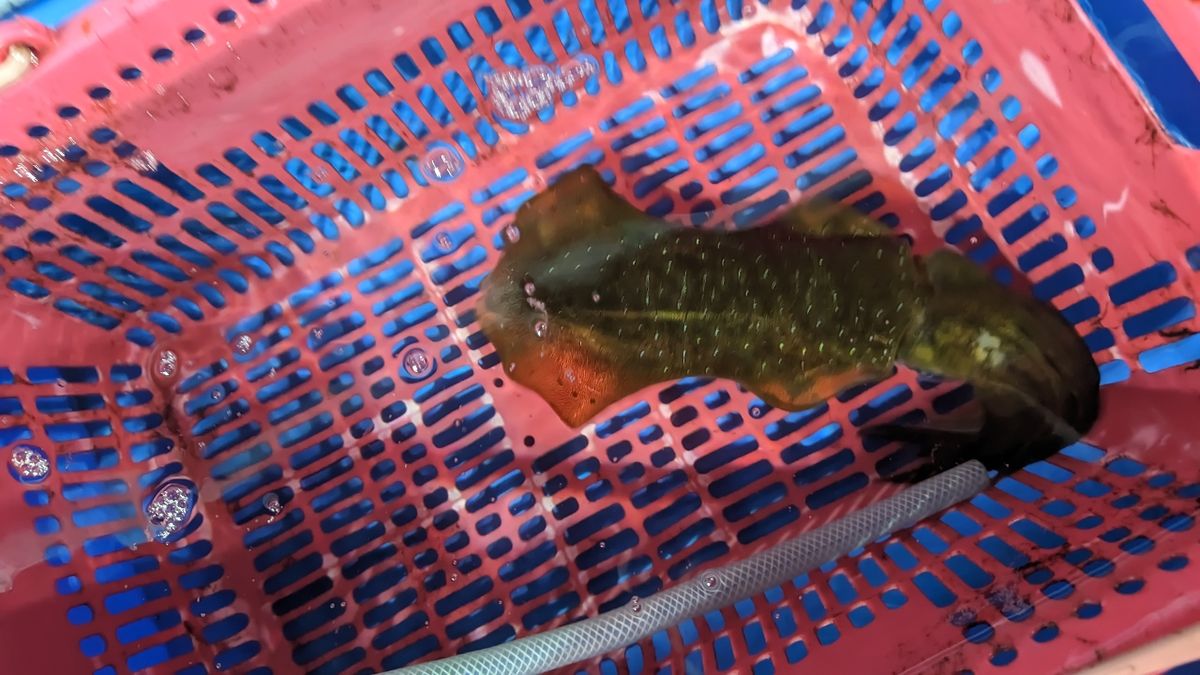 🎣みやもん🎣さんの釣果 1枚目の画像