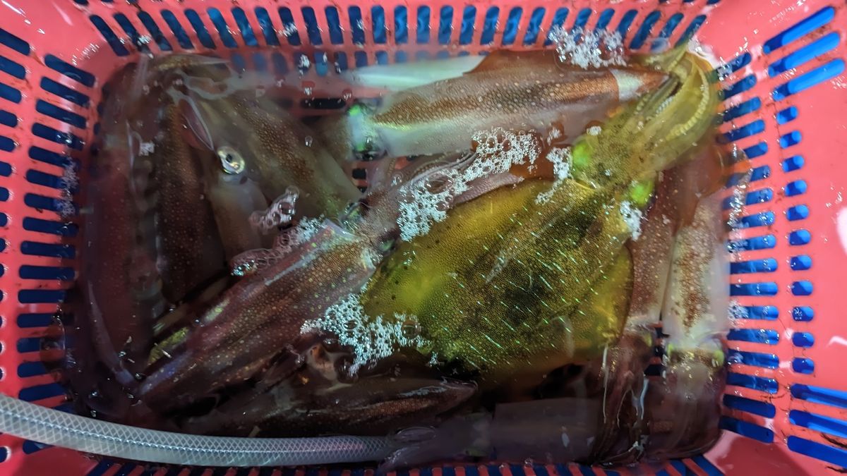 🎣みやもん🎣さんの釣果 2枚目の画像