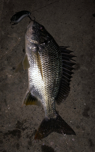 メイタの釣果