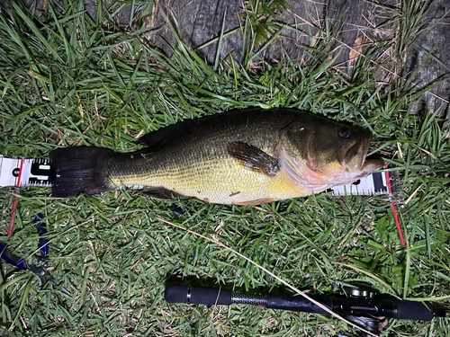 ブラックバスの釣果