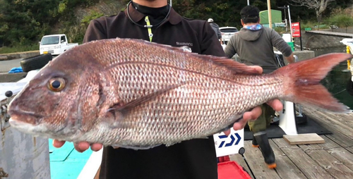 マダイの釣果