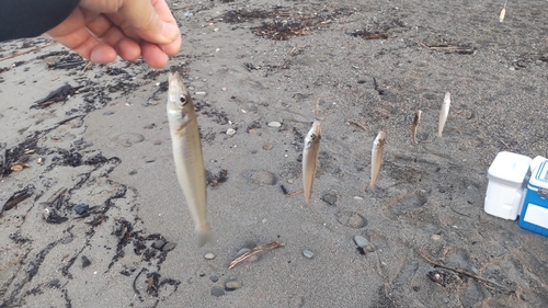 シロギスの釣果