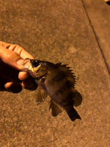 メバルの釣果