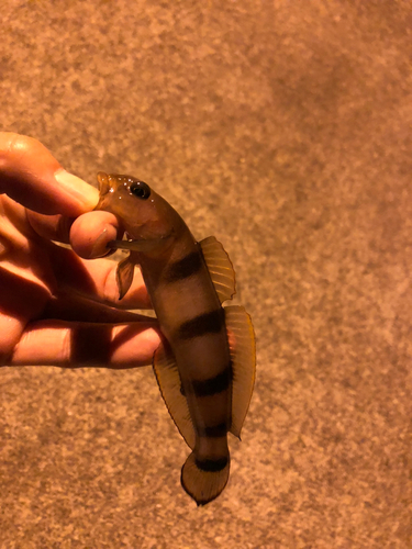 リュウグウハゼの釣果