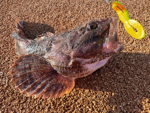 カジカの釣果