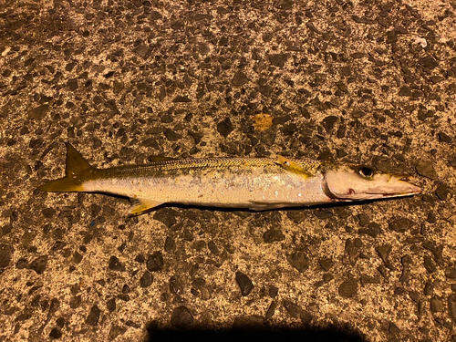 カマスの釣果