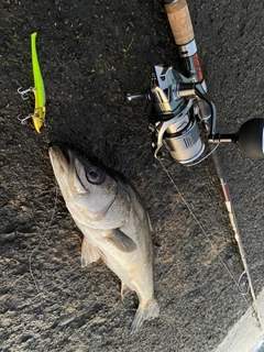 スズキの釣果