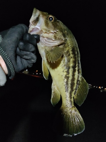 シマソイの釣果