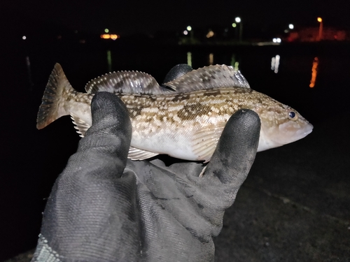 アブラコの釣果