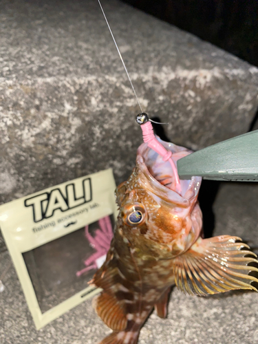 カサゴの釣果