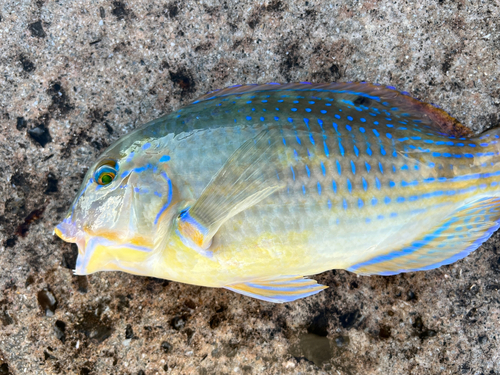 マクブの釣果