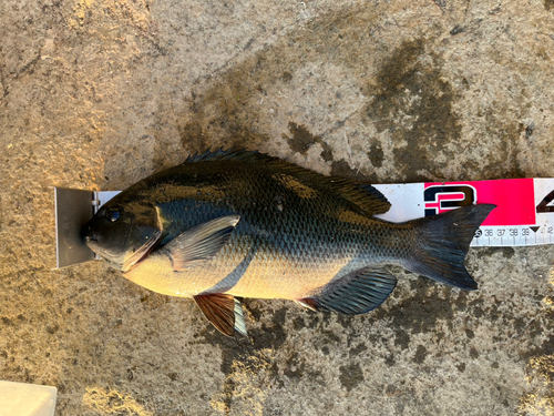 クチブトグレの釣果