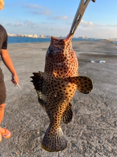 オオモンハタの釣果