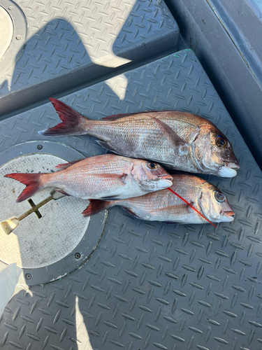 マダイの釣果