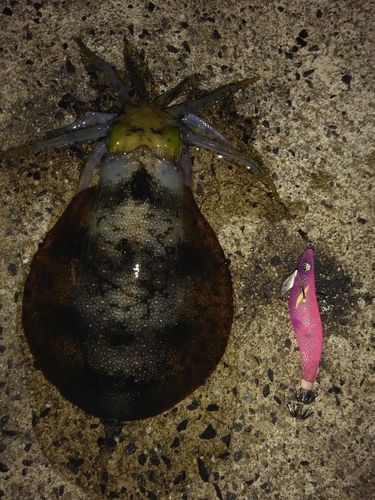 アオリイカの釣果