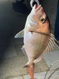 マダイの釣果