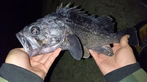 クロソイの釣果