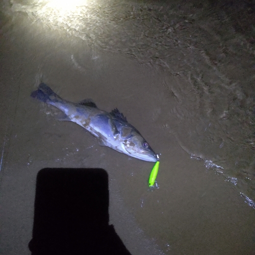 セイゴ（マルスズキ）の釣果