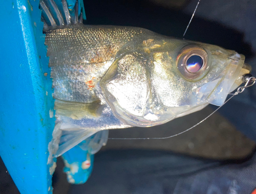 セイゴ（マルスズキ）の釣果