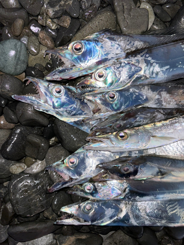 タチウオの釣果