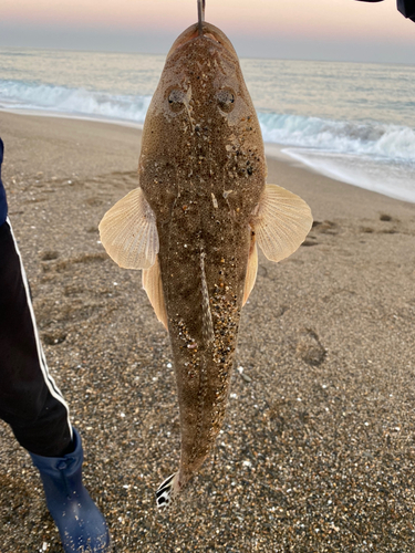 マゴチの釣果