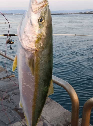 ワラサの釣果