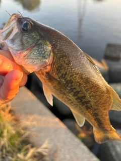 ラージマウスバスの釣果