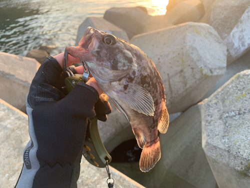 クロソイの釣果