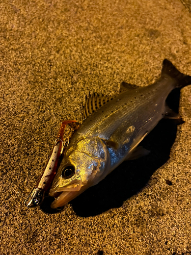 スズキの釣果