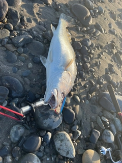 ニベの釣果