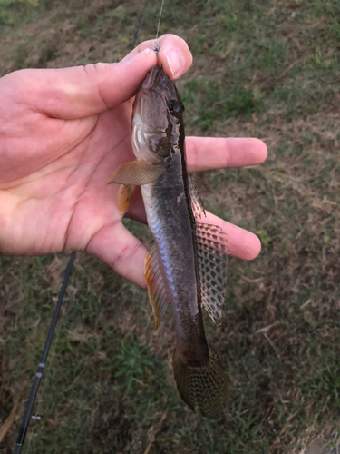 ハゼの釣果