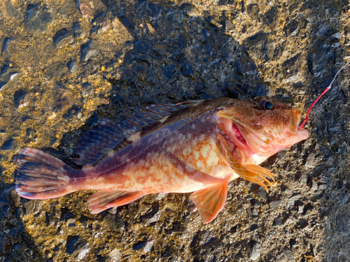 カサゴの釣果