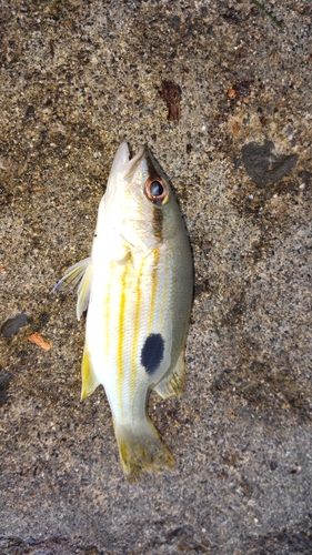 ニセクロホシフエダイの釣果