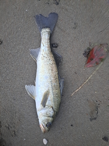 スズキの釣果