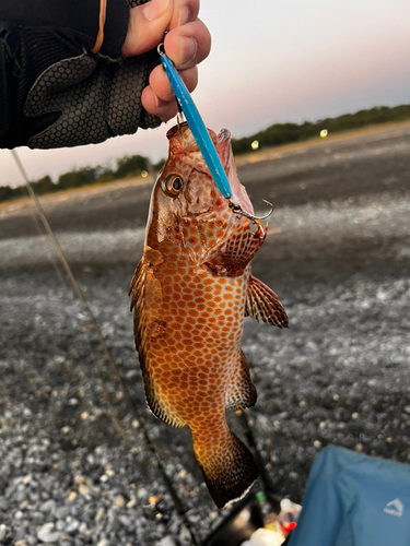 オオモンハタの釣果