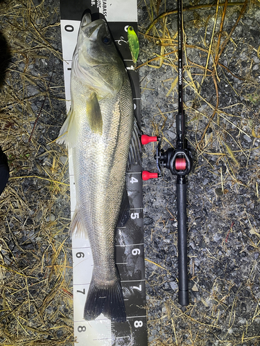 シーバスの釣果