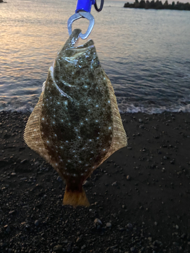 ヒラメの釣果