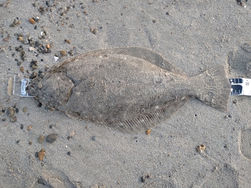 ヒラメの釣果