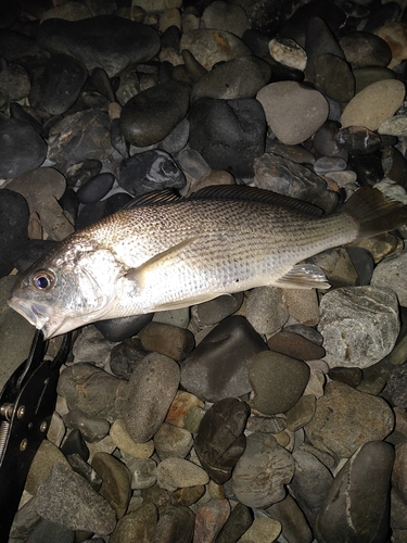 ニベの釣果