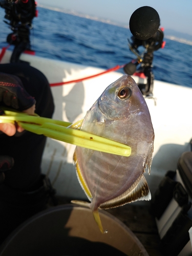 カイワリの釣果