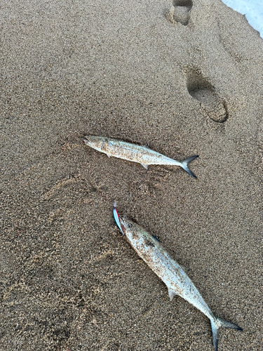 サゴシの釣果