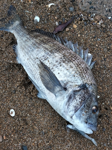 チヌの釣果