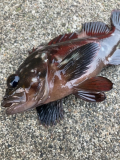 ソイの釣果