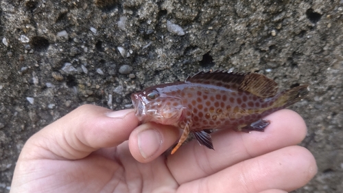 オオモンハタの釣果