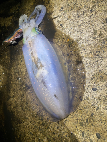 アオリイカの釣果