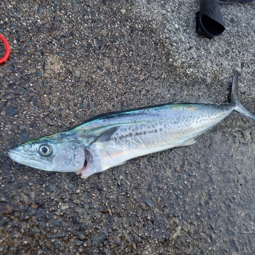 サゴシの釣果