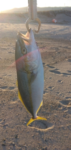 ワカナゴの釣果