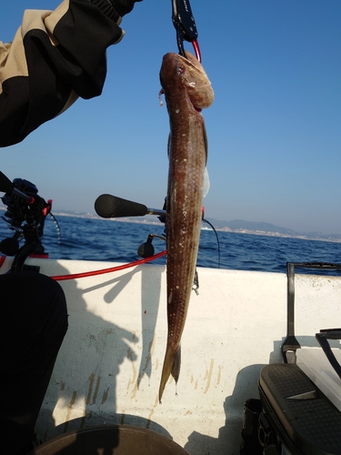 エソの釣果