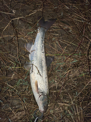 ウグイの釣果