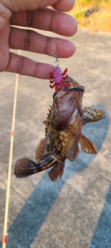 カサゴの釣果